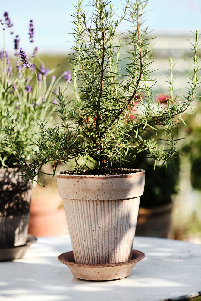 Bergs Simona Raw Terra Cotta Pot
