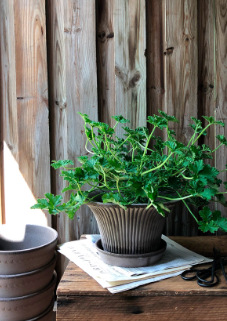 Bergs Potter Daisy Planter Raw Grey