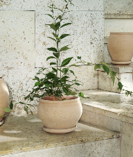 Bergs Potter Delphi Pot Raw Rosa
